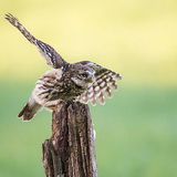 Little owls